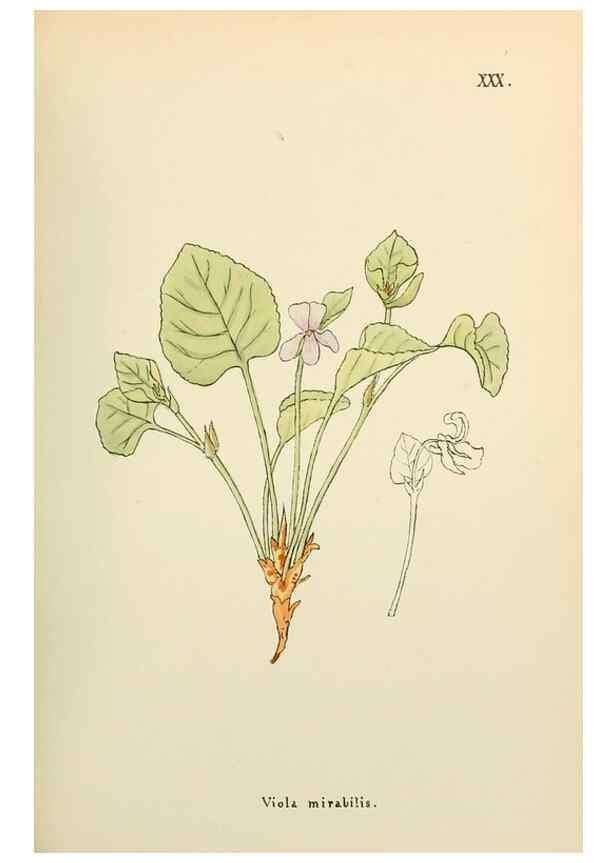 Reproducción/Reproduction 48591673121: Flowers of the Engadine.. Winchester,Printed for the Author by Warren and Son,1891.. 