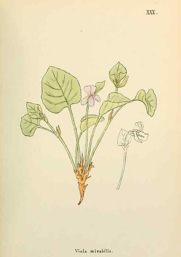 Reproducción/Reproduction 48591673121: Flowers of the Engadine.. Winchester,Printed for the Author by Warren and Son,1891.. 