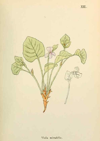 Reproducción/Reproduction 48591673121: Flowers of the Engadine.. Winchester,Printed for the Author by Warren and Son,1891.. 