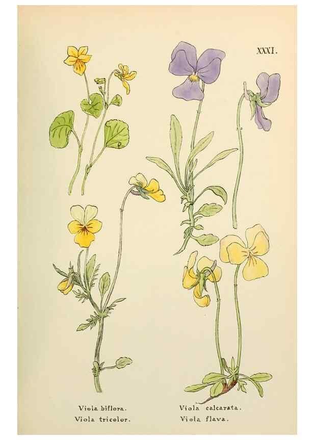 Reproducción/Reproduction 48591818977: Flowers of the Engadine.. Winchester,Printed for the Author by Warren and Son,1891.. 