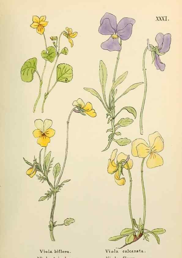 Reproducción/Reproduction 48591818977: Flowers of the Engadine.. Winchester,Printed for the Author by Warren and Son,1891.. 