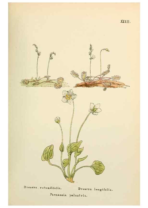 Reproducción/Reproduction 48591819532: Flowers of the Engadine.. Winchester,Printed for the Author by Warren and Son,1891.. 