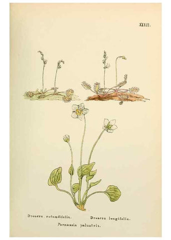 Reproducción/Reproduction 48591819532: Flowers of the Engadine.. Winchester,Printed for the Author by Warren and Son,1891.. 