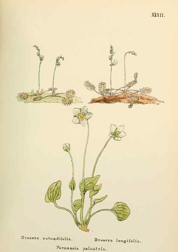 Reproducción/Reproduction 48591819532: Flowers of the Engadine.. Winchester,Printed for the Author by Warren and Son,1891.. 