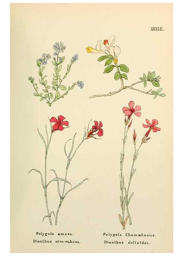 Reproducción/Reproduction 48591819917: Flowers of the Engadine.. Winchester,Printed for the Author by Warren and Son,1891.. 