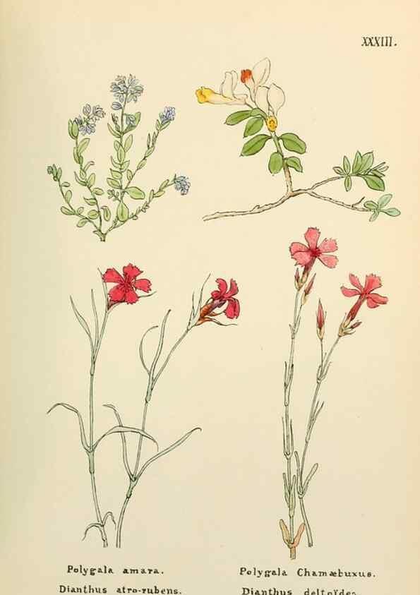 Reproducción/Reproduction 48591819917: Flowers of the Engadine.. Winchester,Printed for the Author by Warren and Son,1891.. 