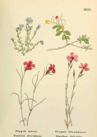 Reproducción/Reproduction 48591819917: Flowers of the Engadine.. Winchester,Printed for the Author by Warren and Son,1891.. 
