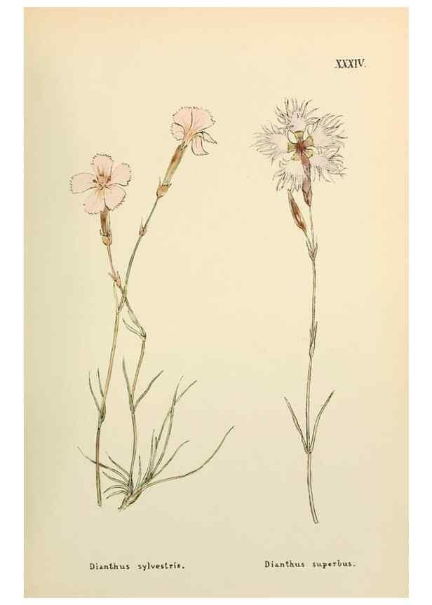 Reproducción/Reproduction 48591820257: Flowers of the Engadine.. Winchester,Printed for the Author by Warren and Son,1891.. 