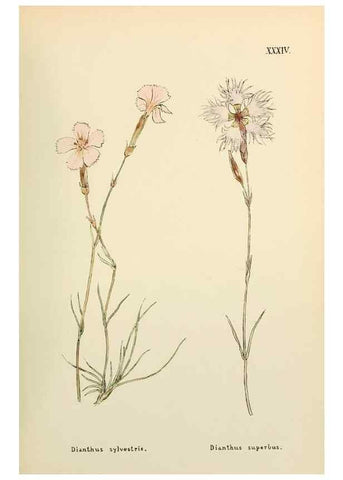 Reproducción/Reproduction 48591820257: Flowers of the Engadine.. Winchester,Printed for the Author by Warren and Son,1891.. 