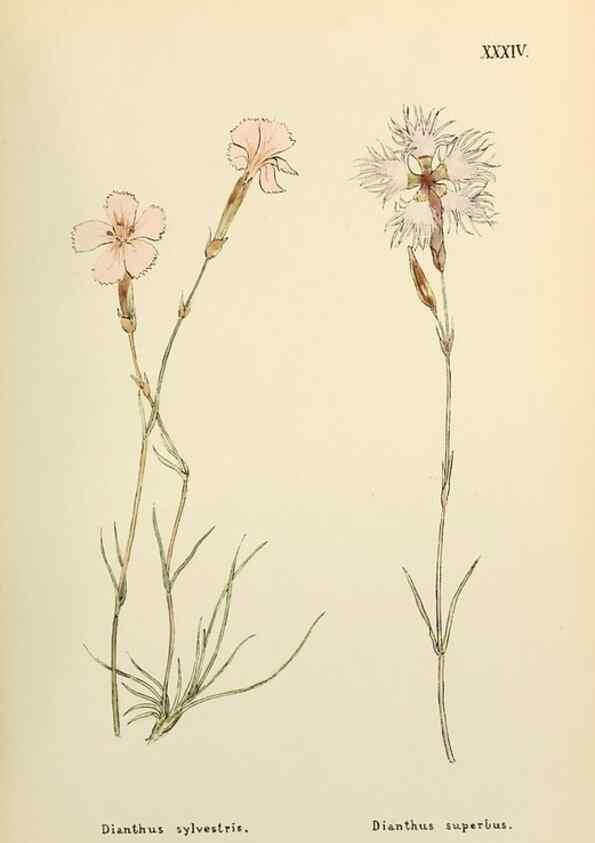 Reproducción/Reproduction 48591820257: Flowers of the Engadine.. Winchester,Printed for the Author by Warren and Son,1891.. 