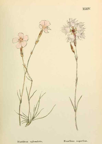 Reproducción/Reproduction 48591820257: Flowers of the Engadine.. Winchester,Printed for the Author by Warren and Son,1891.. 
