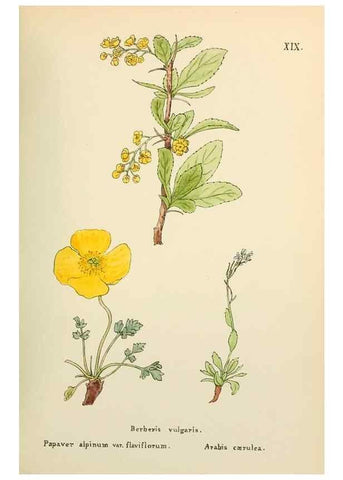Reproducción/Reproduction 48591668336: Flowers of the Engadine.. Winchester,Printed for the Author by Warren and Son,1891.. 