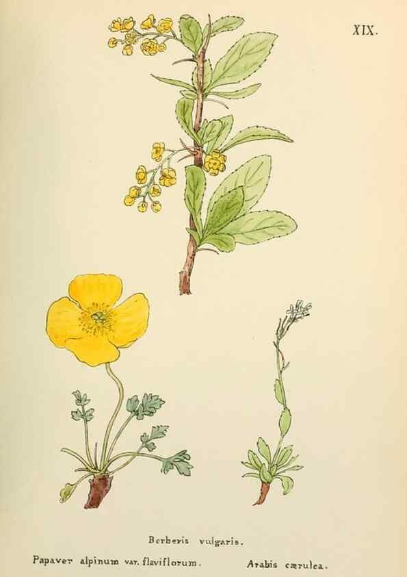 Reproducción/Reproduction 48591668336: Flowers of the Engadine.. Winchester,Printed for the Author by Warren and Son,1891.. 
