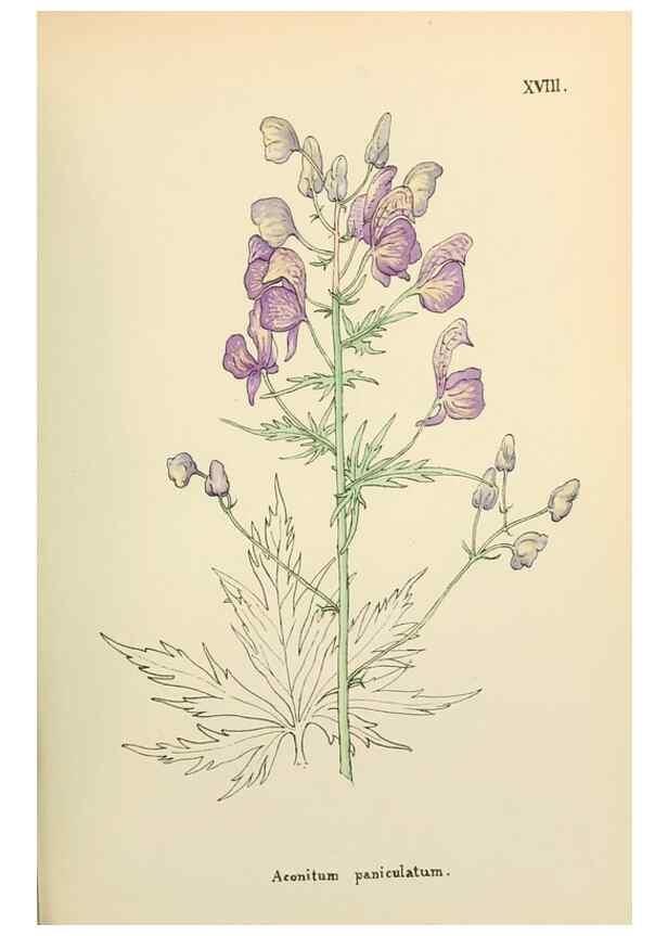 Reproducción/Reproduction 48591813302: Flowers of the Engadine.. Winchester,Printed for the Author by Warren and Son,1891.. 