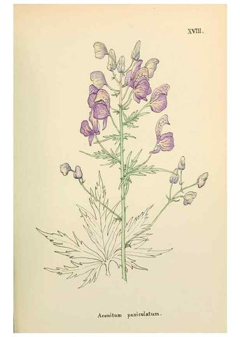 Reproducción/Reproduction 48591813302: Flowers of the Engadine.. Winchester,Printed for the Author by Warren and Son,1891.. 