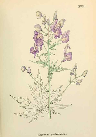 Reproducción/Reproduction 48591813302: Flowers of the Engadine.. Winchester,Printed for the Author by Warren and Son,1891.. 