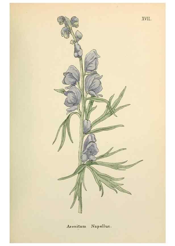 Reproducción/Reproduction 48591667681: Flowers of the Engadine.. Winchester,Printed for the Author by Warren and Son,1891.. 