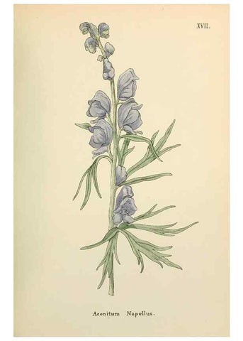 Reproducción/Reproduction 48591667681: Flowers of the Engadine.. Winchester,Printed for the Author by Warren and Son,1891.. 