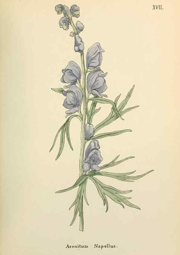 Reproducción/Reproduction 48591667681: Flowers of the Engadine.. Winchester,Printed for the Author by Warren and Son,1891.. 