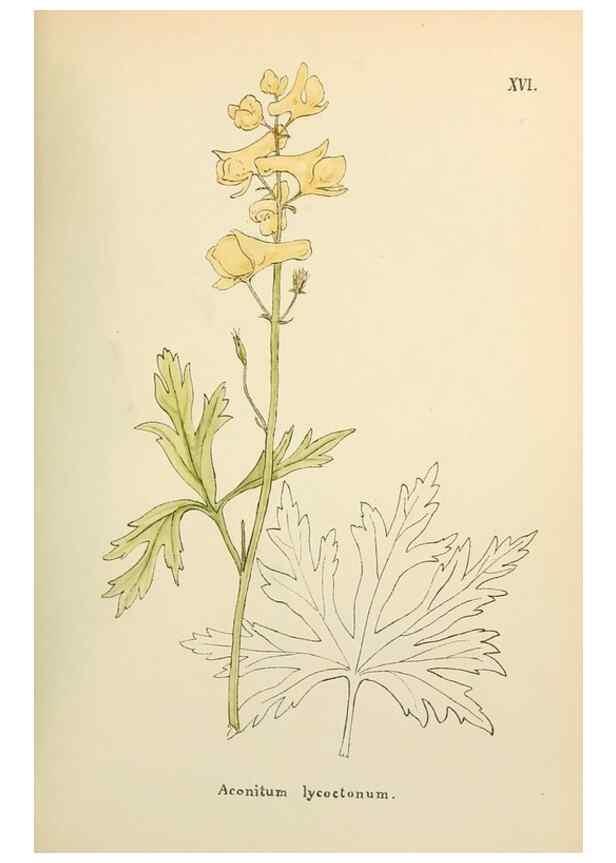 Reproducción/Reproduction 48591812527: Flowers of the Engadine.. Winchester,Printed for the Author by Warren and Son,1891.. 