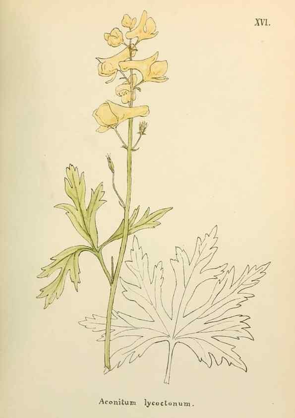 Reproducción/Reproduction 48591812527: Flowers of the Engadine.. Winchester,Printed for the Author by Warren and Son,1891.. 