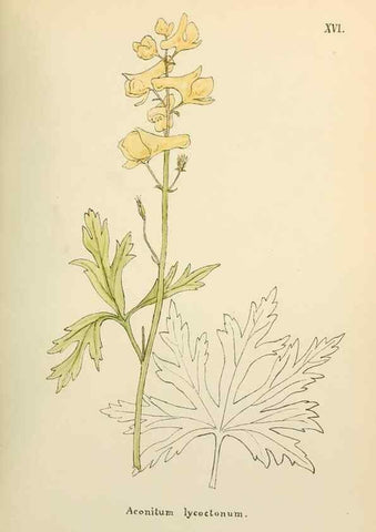 Reproducción/Reproduction 48591812527: Flowers of the Engadine.. Winchester,Printed for the Author by Warren and Son,1891.. 