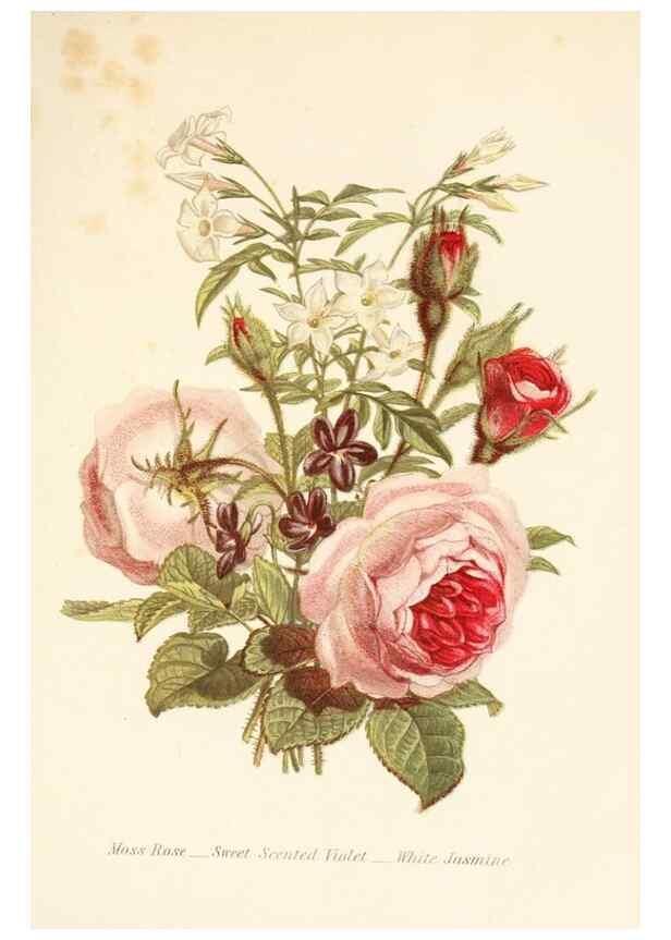 Reproducción/Reproduction 48591573051: The language of flowers, or, Floral emblems of thoughts, feelings, and sentiments /. London ;G. Routledge,1869.. 
