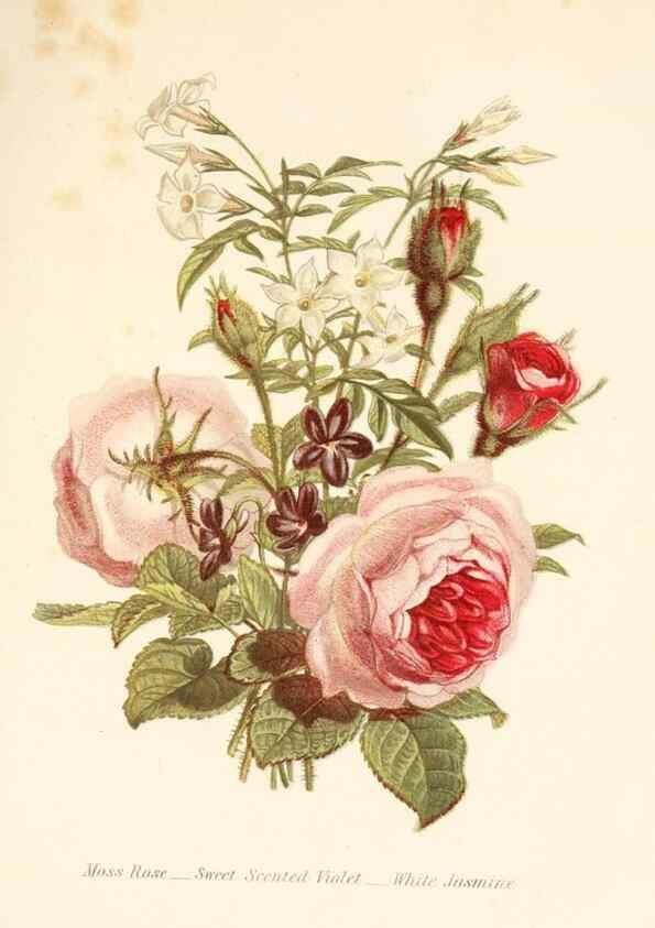 Reproducción/Reproduction 48591573051: The language of flowers, or, Floral emblems of thoughts, feelings, and sentiments /. London ;G. Routledge,1869.. 