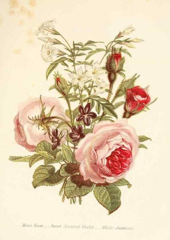 Reproducción/Reproduction 48591573051: The language of flowers, or, Floral emblems of thoughts, feelings, and sentiments /. London ;G. Routledge,1869.. 