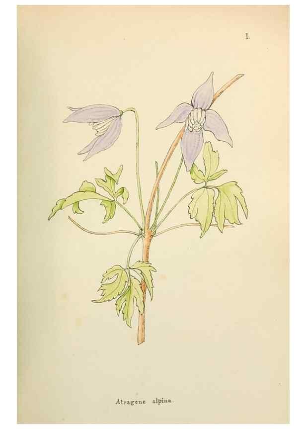 Reproducción/Reproduction 48591660871: Flowers of the Engadine.. Winchester,Printed for the Author by Warren and Son,1891.. 