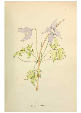 Reproducción/Reproduction 48591660871: Flowers of the Engadine.. Winchester,Printed for the Author by Warren and Son,1891.. 