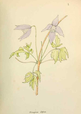 Reproducción/Reproduction 48591660871: Flowers of the Engadine.. Winchester,Printed for the Author by Warren and Son,1891.. 