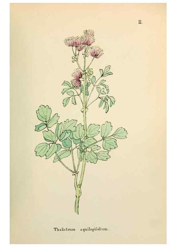 Reproducción/Reproduction 48591661356: Flowers of the Engadine.. Winchester,Printed for the Author by Warren and Son,1891.. 