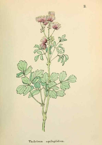 Reproducción/Reproduction 48591661356: Flowers of the Engadine.. Winchester,Printed for the Author by Warren and Son,1891.. 