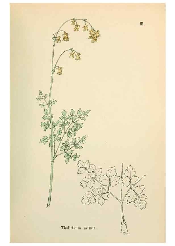 Reproducción/Reproduction 48591661741: Flowers of the Engadine.. Winchester,Printed for the Author by Warren and Son,1891.. 