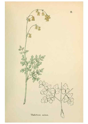 Reproducción/Reproduction 48591661741: Flowers of the Engadine.. Winchester,Printed for the Author by Warren and Son,1891.. 
