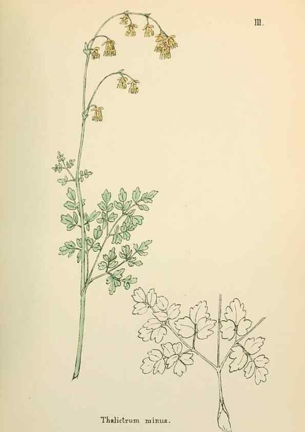 Reproducción/Reproduction 48591661741: Flowers of the Engadine.. Winchester,Printed for the Author by Warren and Son,1891.. 