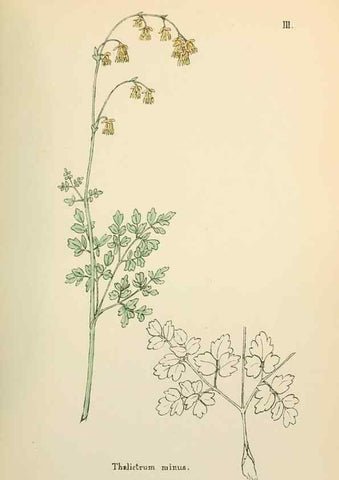 Reproducción/Reproduction 48591661741: Flowers of the Engadine.. Winchester,Printed for the Author by Warren and Son,1891.. 