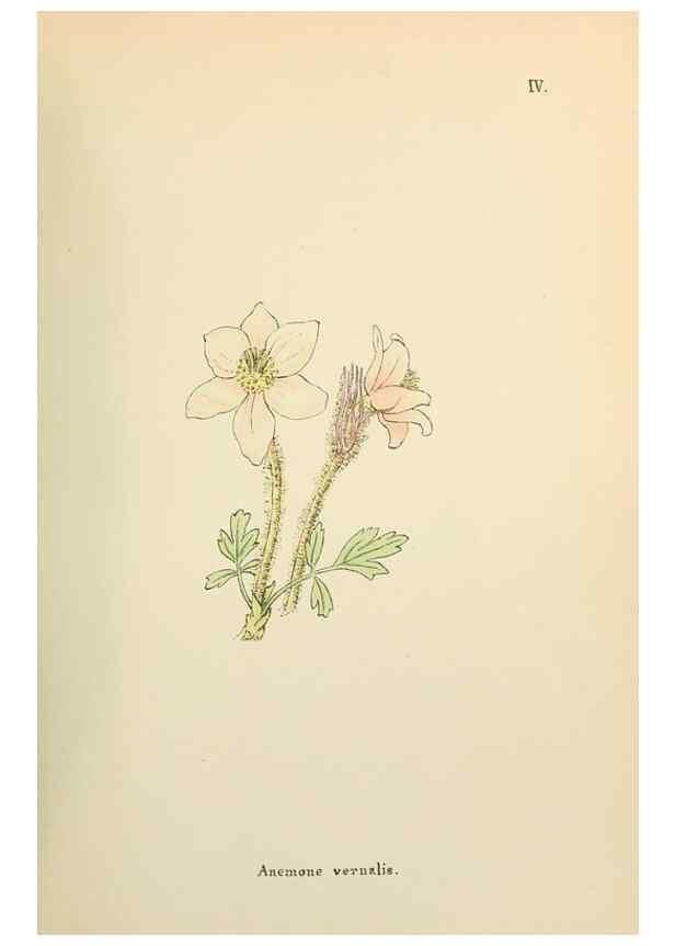 Reproducción/Reproduction 48591662061: Flowers of the Engadine.. Winchester,Printed for the Author by Warren and Son,1891.. 