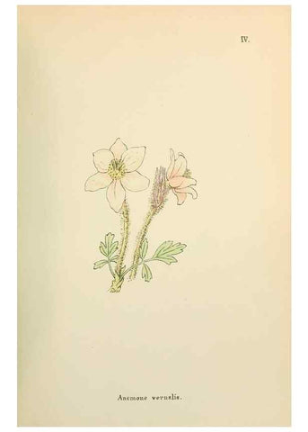 Reproducción/Reproduction 48591662061: Flowers of the Engadine.. Winchester,Printed for the Author by Warren and Son,1891.. 