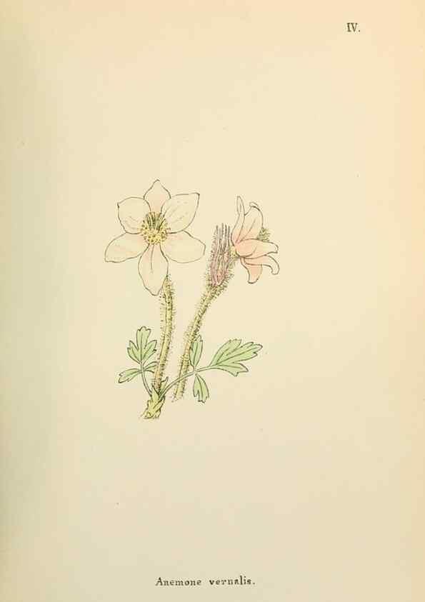 Reproducción/Reproduction 48591662061: Flowers of the Engadine.. Winchester,Printed for the Author by Warren and Son,1891.. 