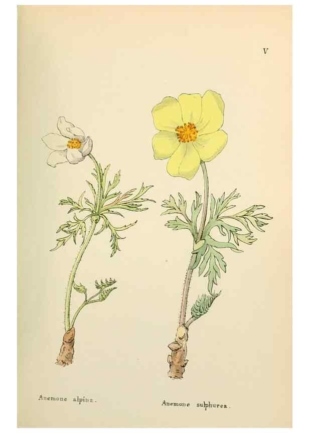 Reproducción/Reproduction 48591662426: Flowers of the Engadine.. Winchester,Printed for the Author by Warren and Son,1891.. 