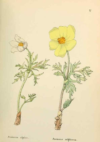 Reproducción/Reproduction 48591662426: Flowers of the Engadine.. Winchester,Printed for the Author by Warren and Son,1891.. 
