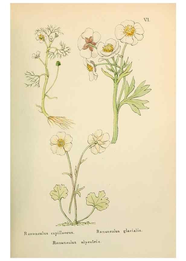 Reproducción/Reproduction 48591662891: Flowers of the Engadine.. Winchester,Printed for the Author by Warren and Son,1891.. 