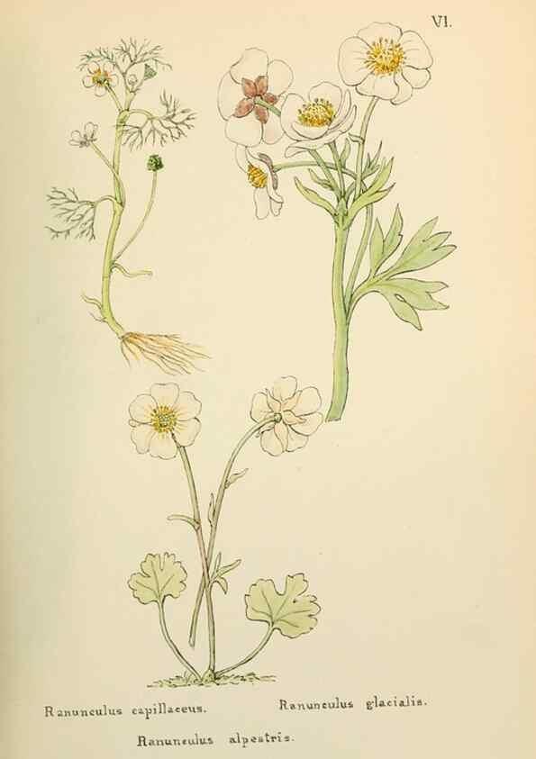 Reproducción/Reproduction 48591662891: Flowers of the Engadine.. Winchester,Printed for the Author by Warren and Son,1891.. 