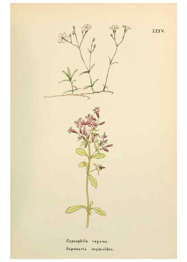 Reproducción/Reproduction 48591820747: Flowers of the Engadine.. Winchester,Printed for the Author by Warren and Son,1891.. 