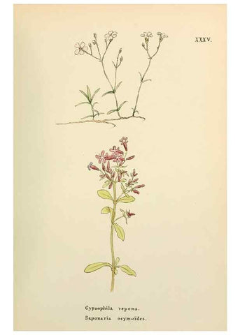 Reproducción/Reproduction 48591820747: Flowers of the Engadine.. Winchester,Printed for the Author by Warren and Son,1891.. 