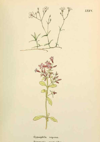 Reproducción/Reproduction 48591820747: Flowers of the Engadine.. Winchester,Printed for the Author by Warren and Son,1891.. 