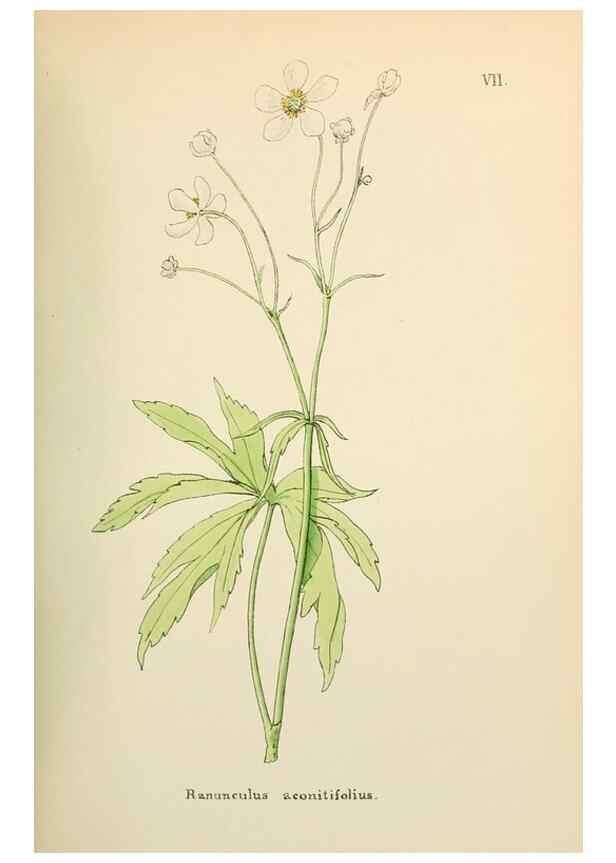 Reproducción/Reproduction 48591663261: Flowers of the Engadine.. Winchester,Printed for the Author by Warren and Son,1891.. 