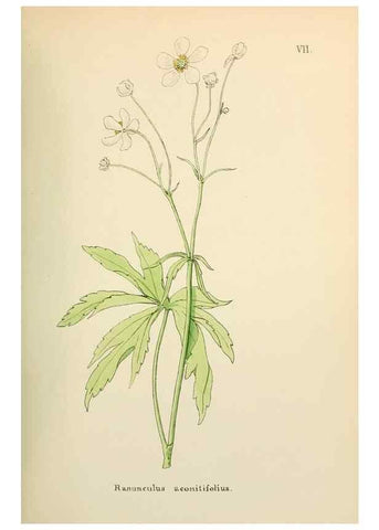Reproducción/Reproduction 48591663261: Flowers of the Engadine.. Winchester,Printed for the Author by Warren and Son,1891.. 